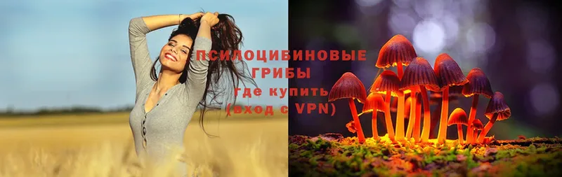 Галлюциногенные грибы Psilocybe  Алатырь 